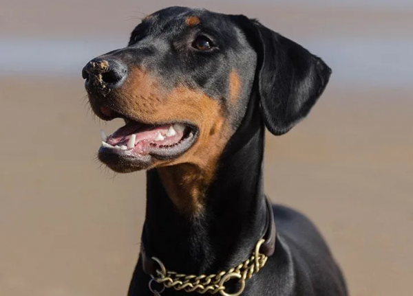 25種最聽話的狗狗 25種最聽話的狗狗