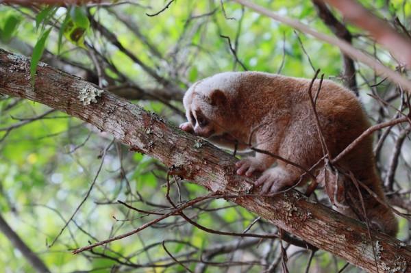 喜迎COP15大會 雲南普洱放歸85只野生動物