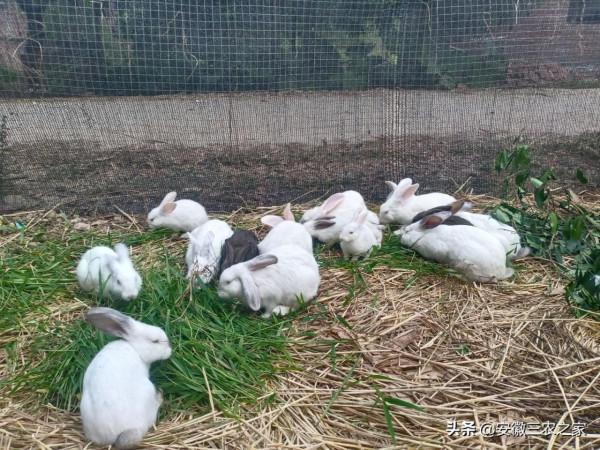 利用24只兔子,在3年內實現發財致富,農村小夥能實現願望嗎 利用24只兔子,在3年內實現發財致富,農村小夥能實現願望嗎