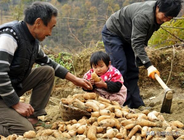 一位農民種5畝地，年收入10萬以上，一年旅遊4次，是怎樣做到的