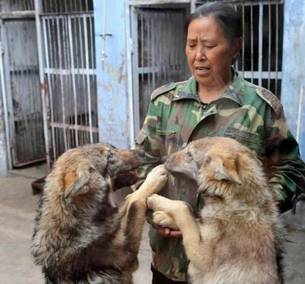老人撿回生病狼崽，一年後，露出狼性本色，卻被村民當成了寶