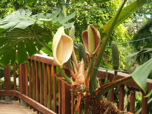 終於知道龜背竹為啥也叫“蓬萊蕉”，原來它的果實能媲美香蕉