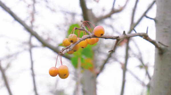 太倉的冬天，“果”然美麗