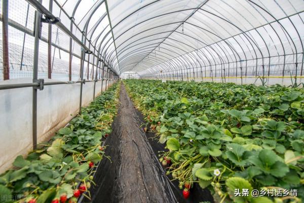 哪些蔬菜一畝地能收入兩萬以上?還真就挺多,分享我種過的幾種 哪些蔬菜一畝地能收入兩萬以上?還真就挺多,分享我種過的幾種