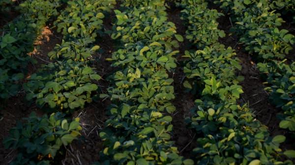 花生開花下針期如何管理?常見小問題,教你輕鬆解決 花生開花下針期如何管理?常見小問題,教你輕鬆解決