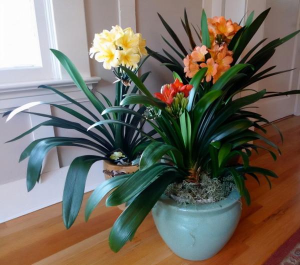 元旦前，“七種花”趕緊搬到陽臺上凍一凍，生長茂盛，花苞呼呼冒