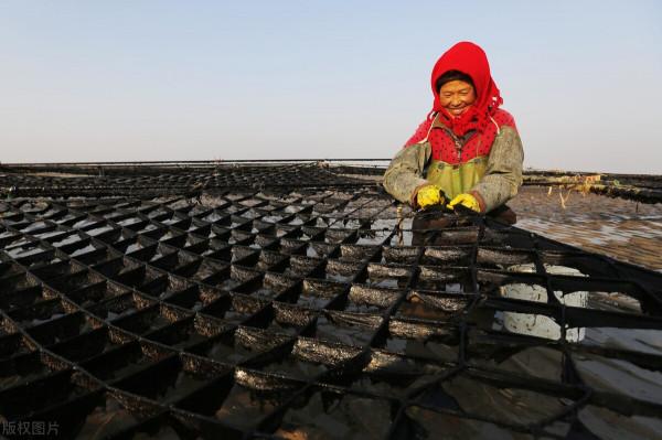 糖尿病吃紫菜會高升糖?有4種吃法,血糖不高升才怪!可別吃錯了 糖尿病吃紫菜會高升糖?有4種吃法,血糖不高升才怪!可別吃錯了