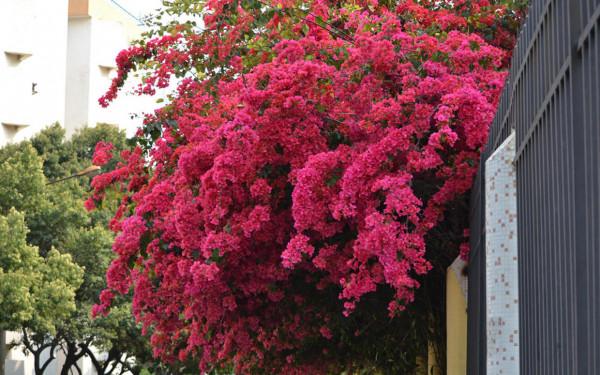 4種旺運花,花開大紅色,養在家“招財顯富貴” 4種旺運花,花開大紅色,養在家“招財顯富貴”