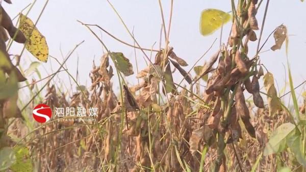 三莊鎮:2000畝大豆喜迎豐收市場銷路旺 三莊鎮:2000畝大豆喜迎豐收市場銷路旺