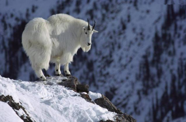 山羊的“頭”會卡在潛影貝？我的世界：關於山羊的20個秘密