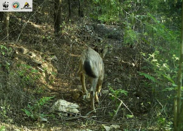 Qing聽丨北京物種多樣性調查：斑羚已到十三陵 華北豹何時回京？
