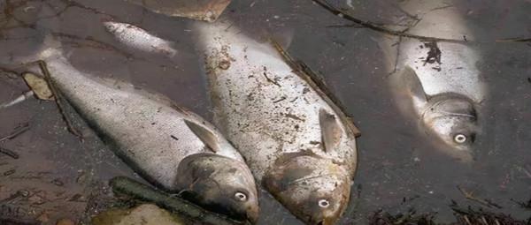 提醒:有5種魚儘量少吃,很多人可能還不清楚,本文告訴答案 提醒:有5種魚儘量少吃,很多人可能還不清楚,本文告訴答案