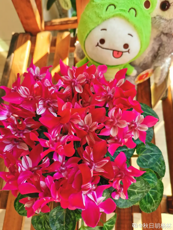 花開完之後別急著扔，趕緊剪一遍，還能繼續開花