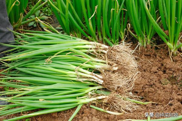 最近葉菜貴，那就自己種些吧，試試這5種，冬季葉菜吃不完