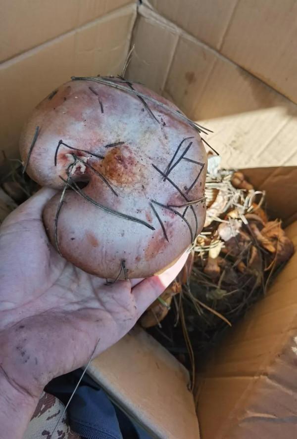 今天上山大豐收，開心