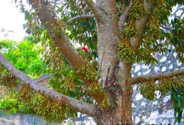 一棵樹上能結300多個榴蓮,為什麼榴蓮還賣那麼貴?看完漲知識了 一棵樹上能結300多個榴蓮,為什麼榴蓮還賣那麼貴?看完漲知識了