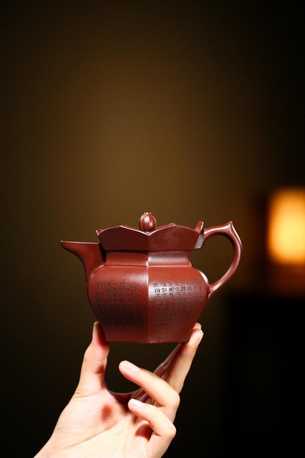 據說僧帽壺很“佛系”，這是為什麼呢？