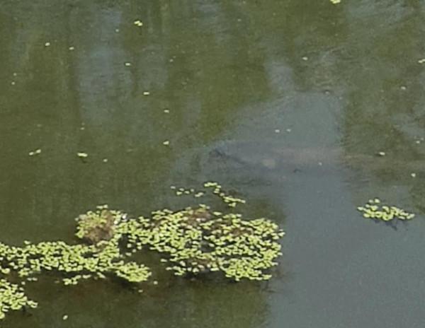 野河裡的鯉魚草魚不吃鉤
