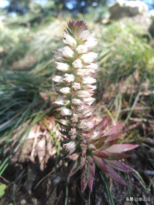 獨行泰山之走三梁