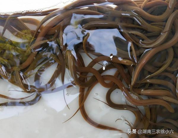 湖南有位農民在一個水池裡試養一千條鱔魚，五年後幹了一條都沒有