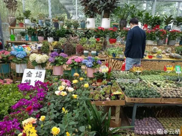 超便宜的藍雪花,開出清涼藍色花,夏天看著超涼快 超便宜的藍雪花,開出清涼藍色花,夏天看著超涼快