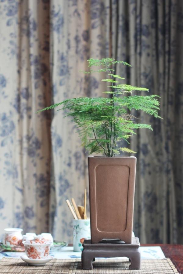 人養花,花亦養人!家居盆花20種,漂亮又實用,總有一款你喜歡 人養花,花亦養人!家居盆花20種,漂亮又實用,總有一款你喜歡