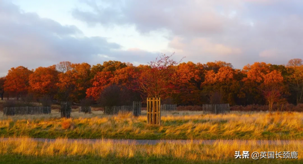 你還記得深秋英國的樣子嗎?若你還在,與你共享 你還記得深秋英國的樣子嗎?若你還在,與你共享