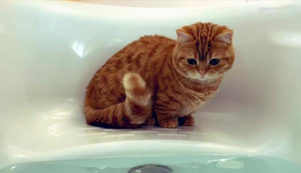 日本網友分享自家貓咪洗臉的照片，又萌又好笑，治癒不開心