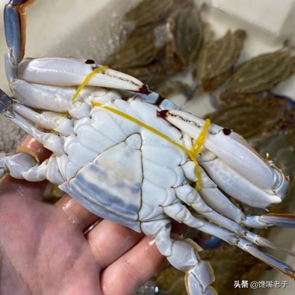 買梭子蟹不會挑?船老大教你3招,個個膏滿黃肥,保準一挑一個肥 買梭子蟹不會挑?船老大教你3招,個個膏滿黃肥,保準一挑一個肥