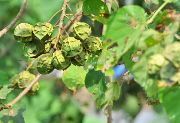 油桐:被遺忘的傳統經濟作物,兒時撿來換錢,如今樹都快被砍光了 油桐:被遺忘的傳統經濟作物,兒時撿來換錢,如今樹都快被砍光了