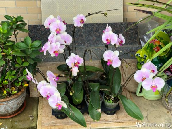 春節的蝴蝶蘭挺不過夏天?做好4點,妙手回春不是夢 春節的蝴蝶蘭挺不過夏天?做好4點,妙手回春不是夢