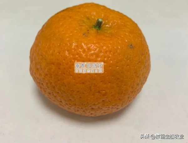 今年砂糖橘浮皮果增多?什麼原因,來年該如何預防? 今年砂糖橘浮皮果增多?什麼原因,來年該如何預防?