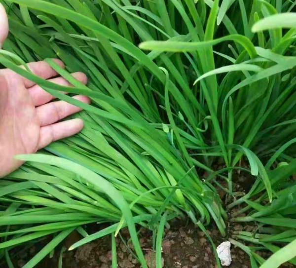 農村12種不長蟲不用打藥的家常菜，種下去就有得吃，你家有幾種？