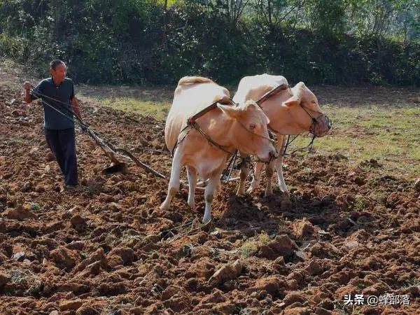 中國農業漸入機械化，山區農耕發展如何？一口氣了解