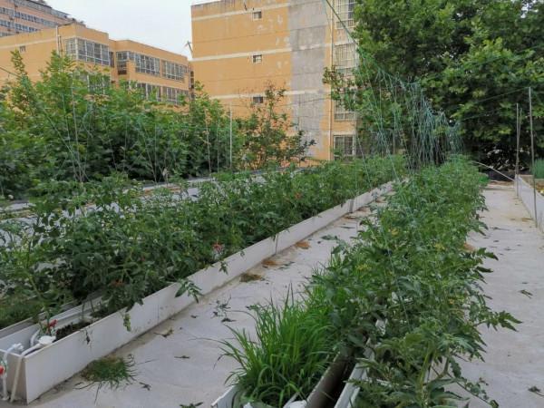 難忘的2021年樓頂菜園(上) 難忘的2021年樓頂菜園(上)