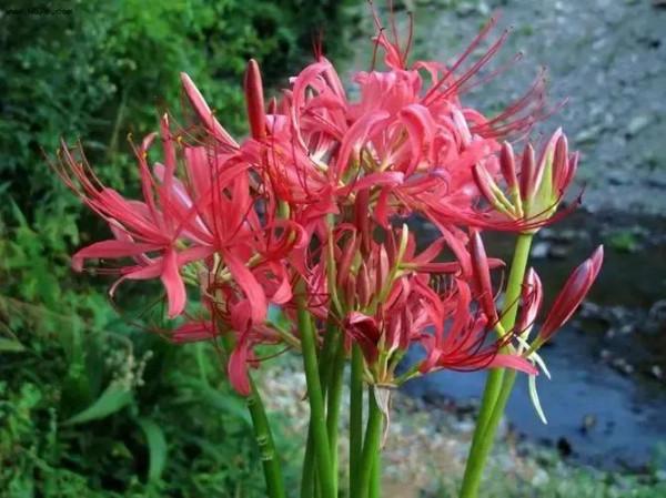 向您介紹哪些花木對人體有害