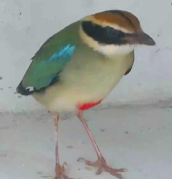 “鳥中西施”現身上海公園，全身羽毛有8種顏色，全國不到2000只