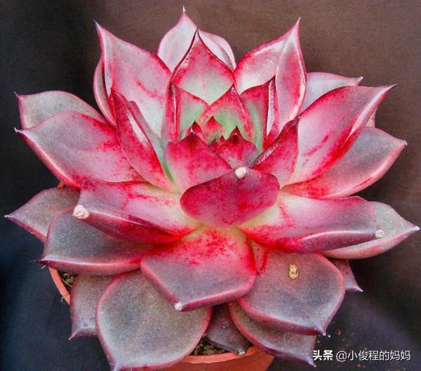 分享——石蓮花