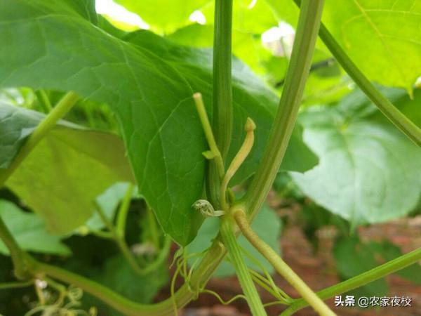 怎麼在陽臺上種小絲瓜 不怎麼管 連續結瓜能吃到冬天