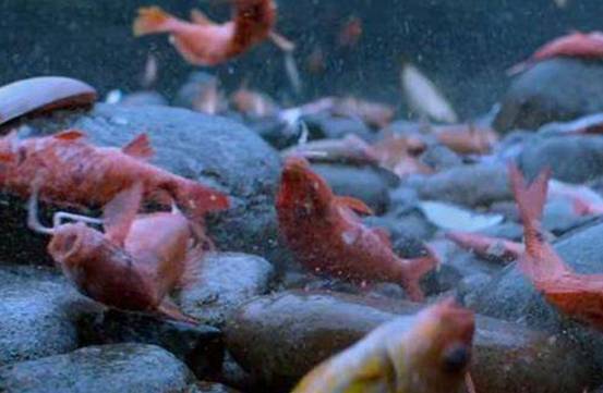 太罕見！美國小鎮下起“動物雨”，無數小魚從天而降，哪來的？