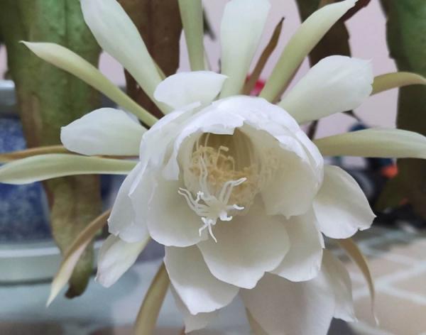 曇花夏天如何養？做好4個方面，整個夏天花開滿盆