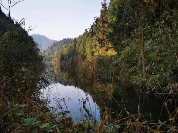 冬日暖陽，穿越叢林