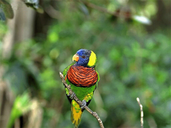 會動的鳥兒圖欣賞