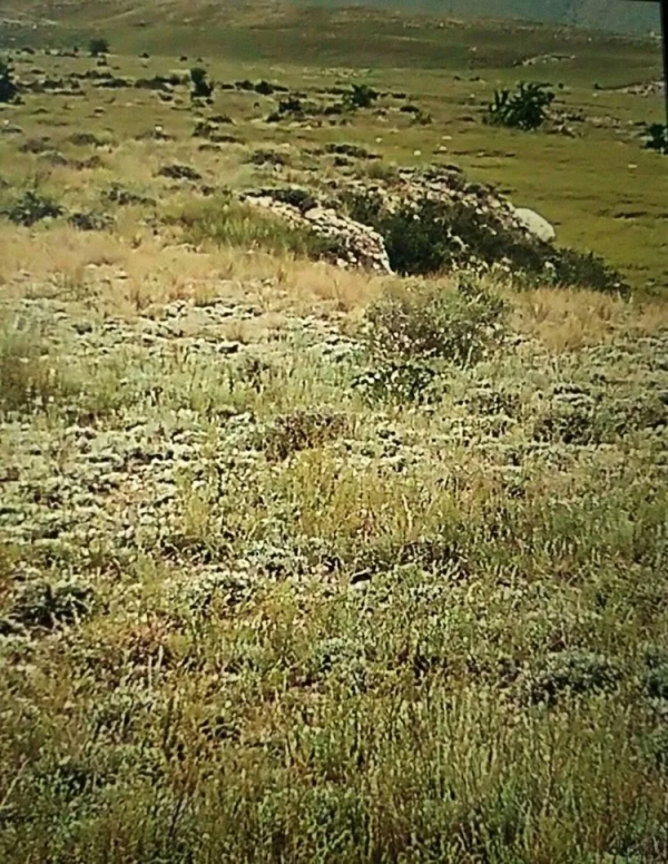 難忘賀蘭山軍馬場女青年牧馬班的如歌歲月