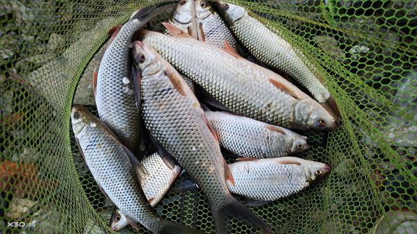 野釣為什麼難守到大魚?這些“硬傷”解決不了,大師也搖頭 野釣為什麼難守到大魚?這些“硬傷”解決不了,大師也搖頭