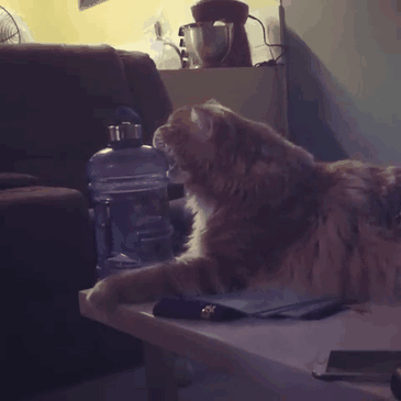 最“受歡迎”的幾種貓咪,附上市場價格,別再買貴了 最“受歡迎”的幾種貓咪,附上市場價格,別再買貴了