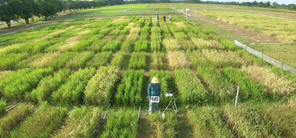 以色列的水稻非淹水滴灌栽培技術，產量提高1.5倍