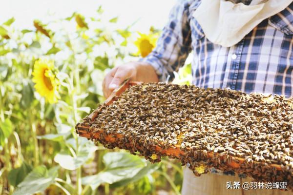 養殖蜜蜂,什麼時候可以新增育雛箱?增加蜂箱是好還是壞呢? 養殖蜜蜂,什麼時候可以新增育雛箱?增加蜂箱是好還是壞呢?