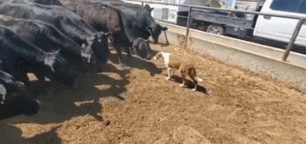 如 何 讓 一 只 邊 牧 失 去 尊 嚴 如 何 讓 一 只 邊 牧 失 去 尊 嚴