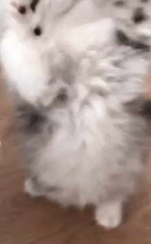 這幾種貓,一旦變成流浪貓,可能很快會喪命 這幾種貓,一旦變成流浪貓,可能很快會喪命